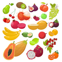 Fruit berrie set ripe papaya rambutan mangosteen vector