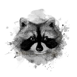 Raccoon Head Sketch Vector Image