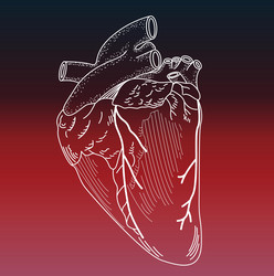 detailed drawing of an animal heart vector