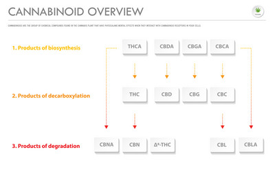 Cannabinoid System Overview vector image