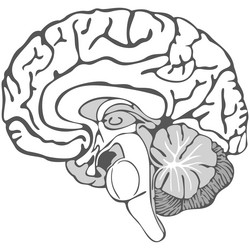 Brain Diagram Unlabeled For Kids