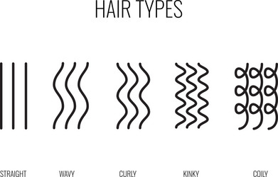 A hair types chart vector