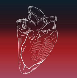 detailed drawing of an animal heart vector