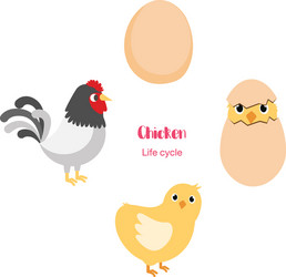Life cycle of the chicken Royalty Free Vector Image
