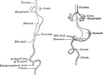 Development of the alimentary canal vintage vector