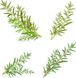 Fresh Rosemary Sprigs - Isolated Herb Set Vector Image
