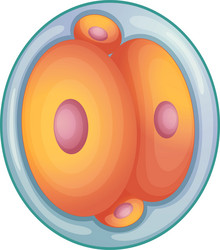 Stages in human embryonic development Royalty Free Vector