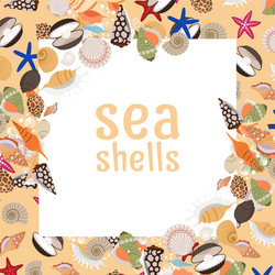 sea shells background with square frame vector image