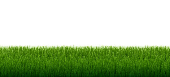 green grass border with isolated white background vector