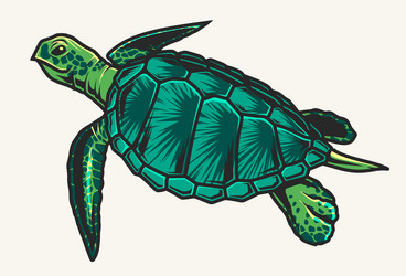 Turtle Aquarium Vector Images (over 3,800)