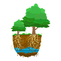 Trees with root system in soil vector