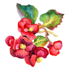 Watercolor Red Flowers Bouquet Vector Image