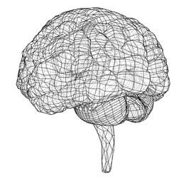 3d outline brain rendering of vector image