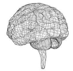 3d outline brain rendering of vector