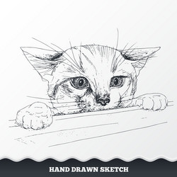 Hand drawn cat face sketched playful kitten vector