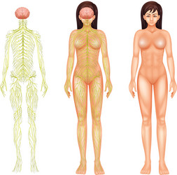 Nervous system of a woman vector