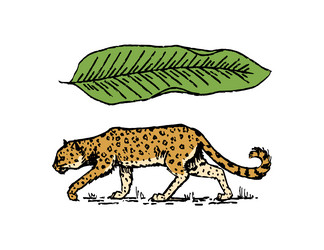 japanese leopard or jaguar with tropical leaves Vector Image