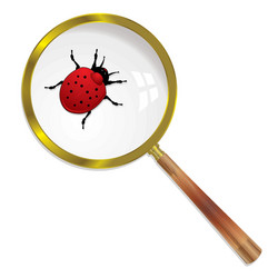 Magnify ladybird vector