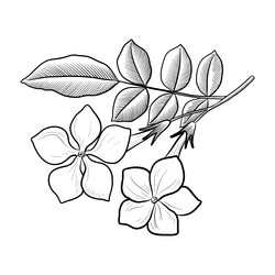 Share 110+ jasmine drawing easy latest - seven.edu.vn