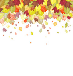 autumn leaf in colors vector