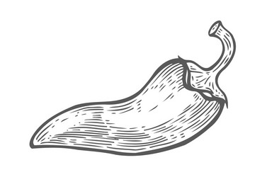 Chilli hot spicy pepper hand drawn sketch Vector Image