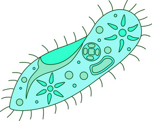 Infusoria slipper - full color vector