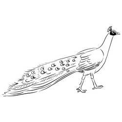 Elegant Peacock Sketch Vector Image