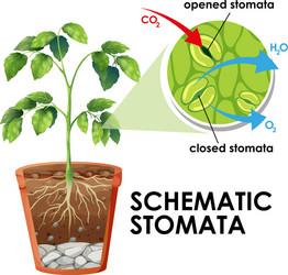 Diagram showing schematic stomata on white vector