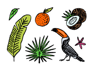 banana leaf and orange with tropical leaves Vector Image