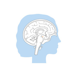 Isolated amygdala vector