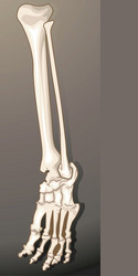 Human leg bones Royalty Free Vector Image - VectorStock