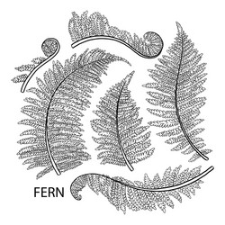 50 Fern Tattoo Designs with Meaning