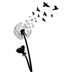silhouette a dandelion with flying seeds black Vector Image