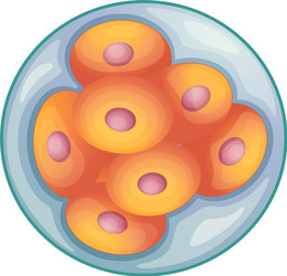 Stages in human embryonic development Royalty Free Vector