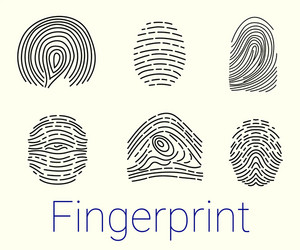 set various fingerprints loops curls patterns vector image