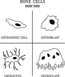 Bone cells osteon flat style Royalty Free Vector Image