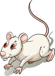 White little rat vector