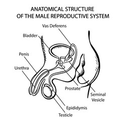 Male and female reproductive system Royalty Free Vector Male and female reproductive system Royalty Free Vector