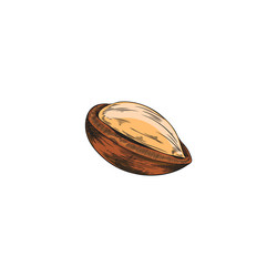 argan tree nut with open shell sketch hand vector image