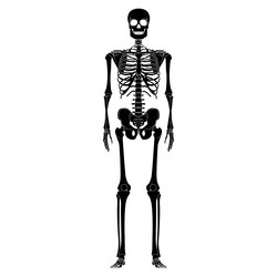 skeleton human silhouette body bones - hands vector