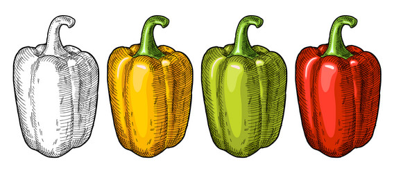 Whole red green and yellow sweet bell peppers vector