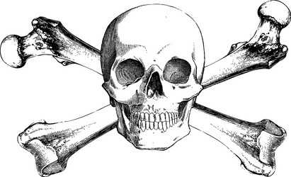 Cute Skull Bone Cartoon Vector Image