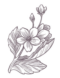 cherry blossom tree sakura blooming in spring Vector Image