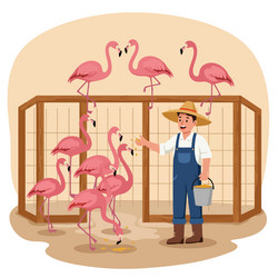 man feeding flamingos in enclosure with bucket vector image