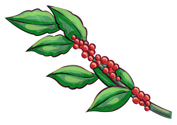 raw green coffee branch and leaves java vector