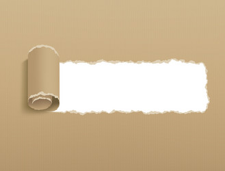 torn strip sheet paper with a curled edge vector image