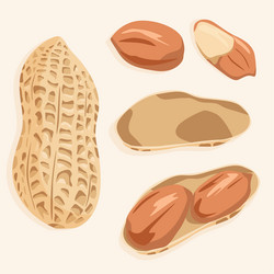 peanut kernels in the shell and separately vector image