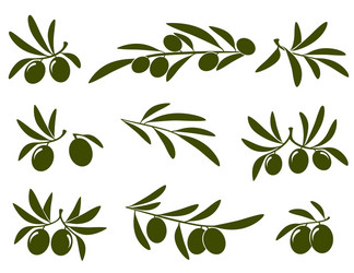 Olive Branch Collection Vector Image