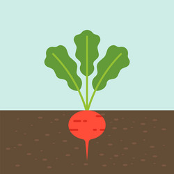 radish vegetable with root in soil texture flat vector image
