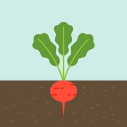 Radish vegetable with root in soil texture flat vector